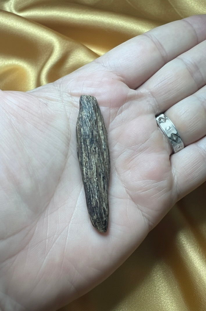 Wild Bruneian Kinam