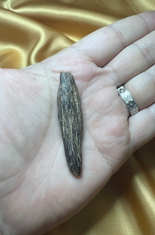 Wild Bruneian Kinam